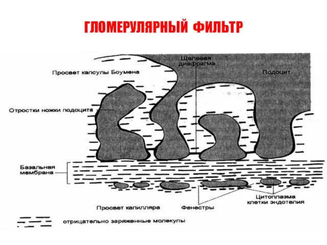 ГЛОМЕРУЛЯРНЫЙ ФИЛЬТР