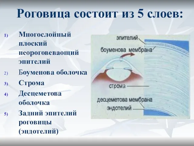 Роговица состоит из 5 слоев: Многослойный плоский неороговеваощий эпителий Боуменова оболочка