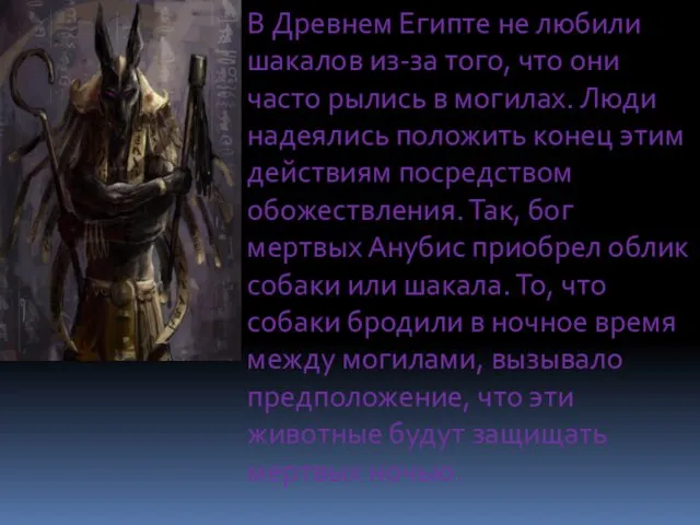 В Древнем Египте не любили шакалов из-за того, что они часто