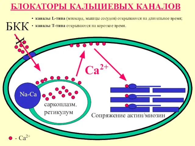 БЛОКАТОРЫ КАЛЬЦИЕВЫХ КАНАЛОВ БКК саркоплазм. ретикулум Сопряжение актин/миозин Са2+ Na-Ca -