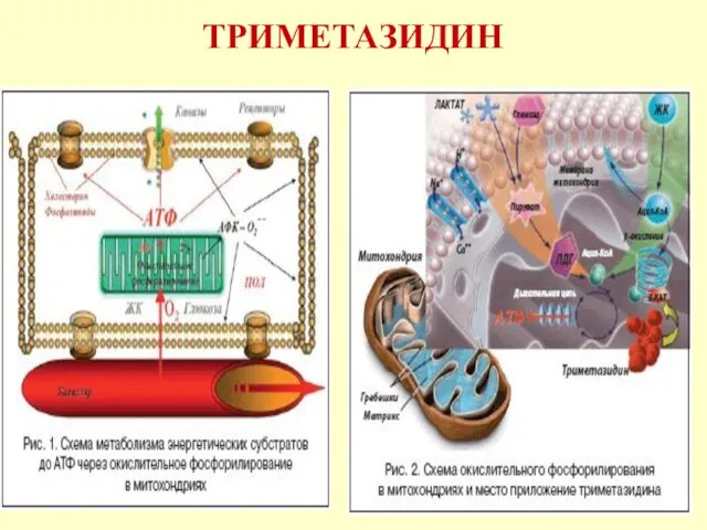 ТРИМЕТАЗИДИН