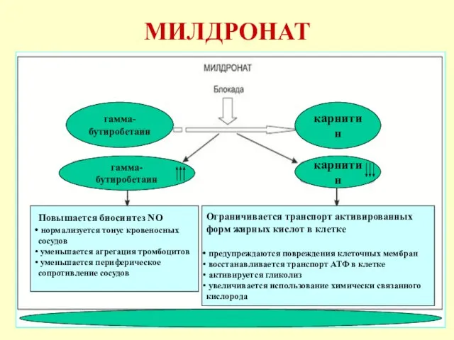 МИЛДРОНАТ карнитин гамма-бутиробетаин карнитин гамма-бутиробетаин Повышается биосинтез NO нормализуется тонус кровеносных