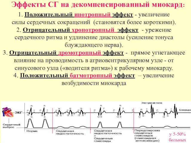 Эффекты СГ на декомпенсированный миокард: 1. Положительный инотропный эффект - увеличение