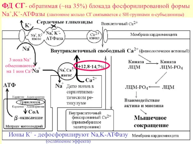 ФД СГ- обратимая (~на 35%) блокада фосфорилированной формы Nа+,K+-ATФазы (лактонное кольцо