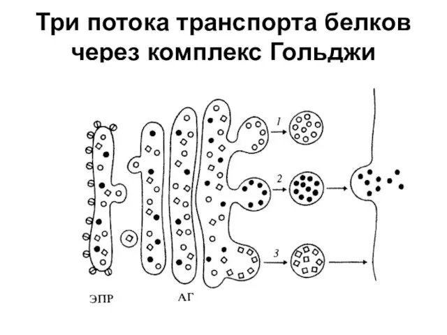 Три потока транспорта белков через комплекс Гольджи