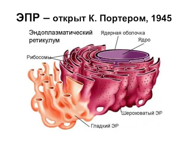 ЭПР – открыт К. Портером, 1945