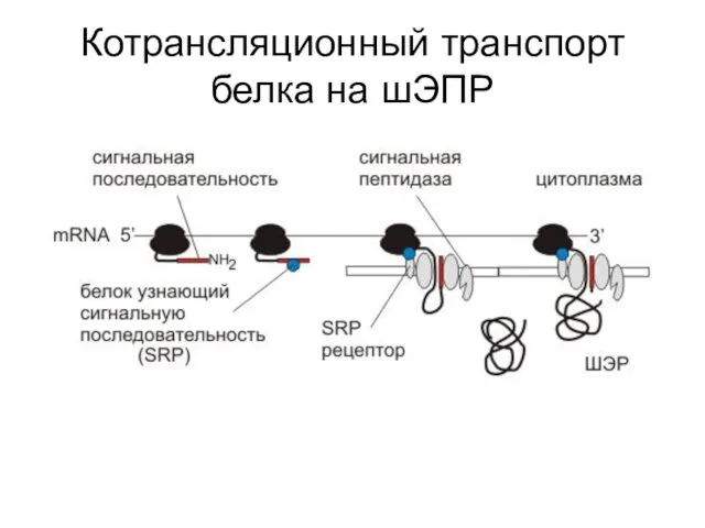 Котрансляционный транспорт белка на шЭПР