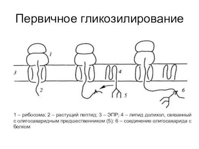 Первичное гликозилирование 1 – рибосома; 2 – растущий пептид; 3 –