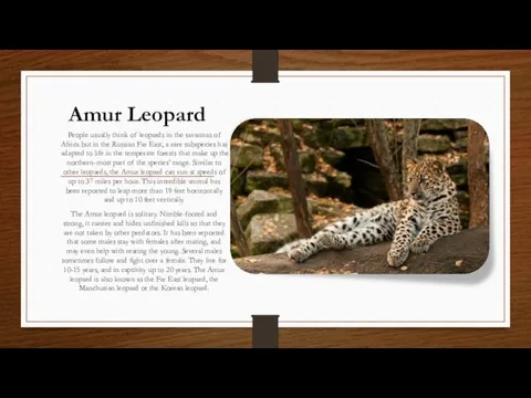 Amur Leopard People usually think of leopards in the savannas of