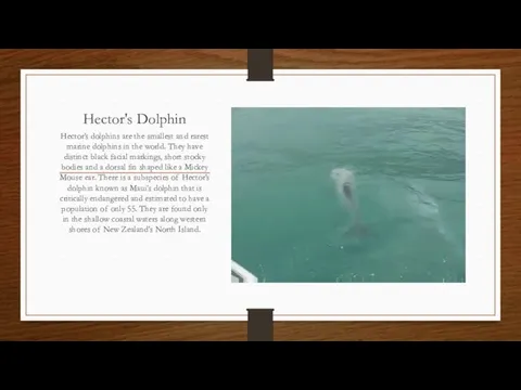 Hector's Dolphin Hector’s dolphins are the smallest and rarest marine dolphins