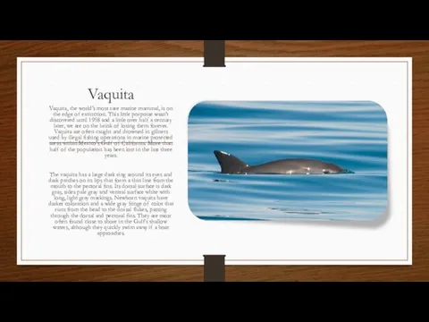 Vaquita Vaquita, the world’s most rare marine mammal, is on the