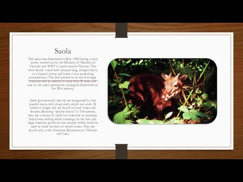 Saola The saola was discovered in May 1992 during a joint