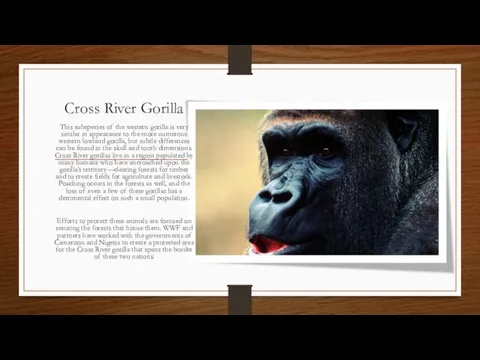 Cross River Gorilla This subspecies of the western gorilla is very