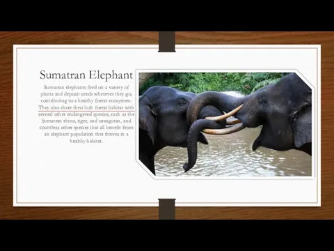 Sumatran Elephant Sumatran elephants feed on a variety of plants and