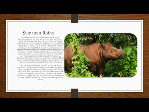 Sumatran Rhino Sumatran rhinos are the smallest of the living rhinoceroses