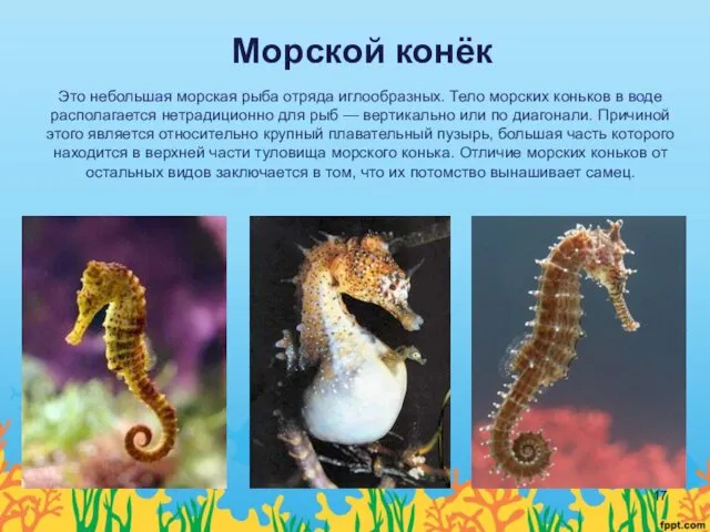 Морской конёк Это небольшая морская рыба отряда иглообразных. Тело морских коньков