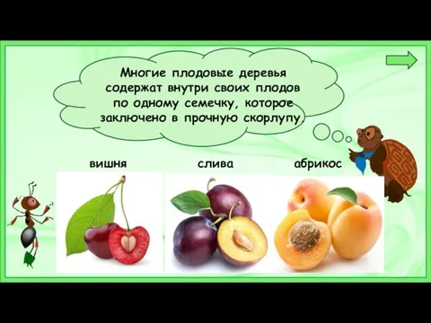 Многие плодовые деревья содержат внутри своих плодов по одному семечку, которое