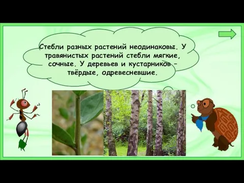 Стебли разных растений неодинаковы. У травянистых растений стебли мягкие, сочные. У