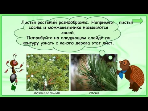 Листья растений разнообразны. Например: листья сосны и можжевельника называются хвоей. Попробуйте