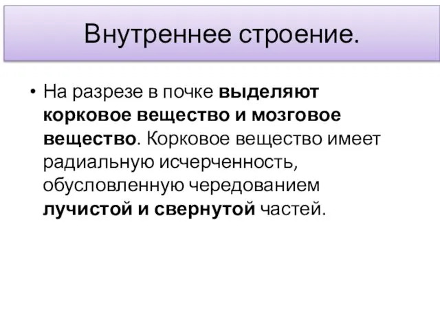 Внутреннее строение. На разрезе в почке выделяют корковое вещество и мозговое