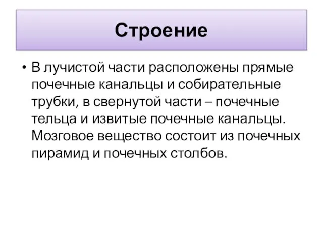 Строение В лучистой части расположены прямые почечные канальцы и собирательные трубки,