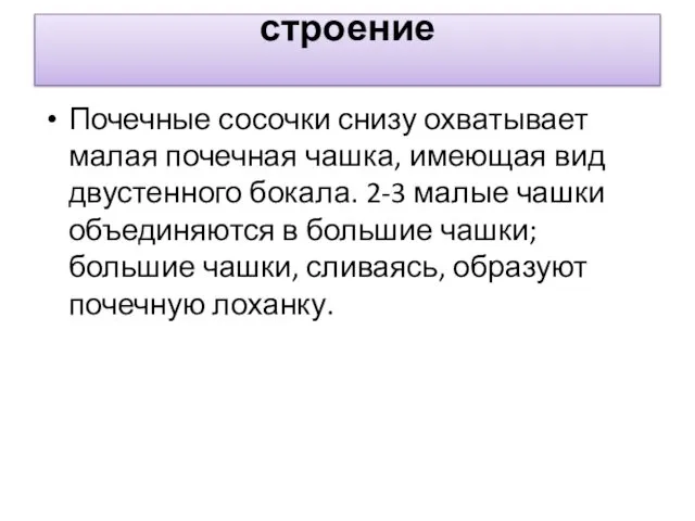 строение Почечные сосочки снизу охватывает малая почечная чашка, имеющая вид двустенного