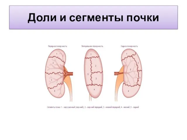 Доли и сегменты почки