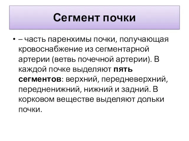 Сегмент почки – часть паренхимы почки, получающая кровоснабжение из сегментарной артерии