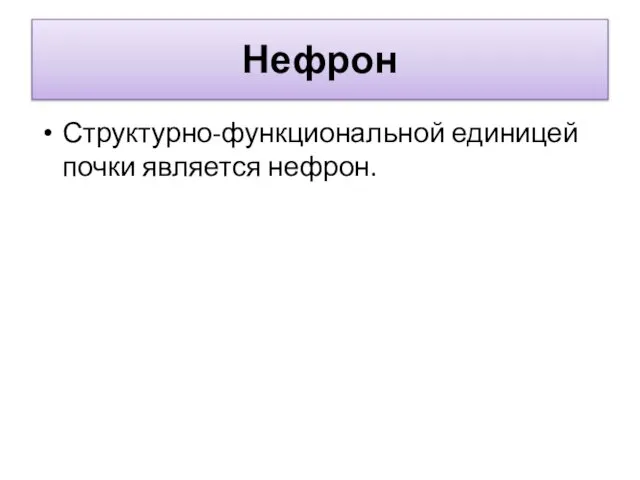 Нефрон Структурно-функциональной единицей почки является нефрон.