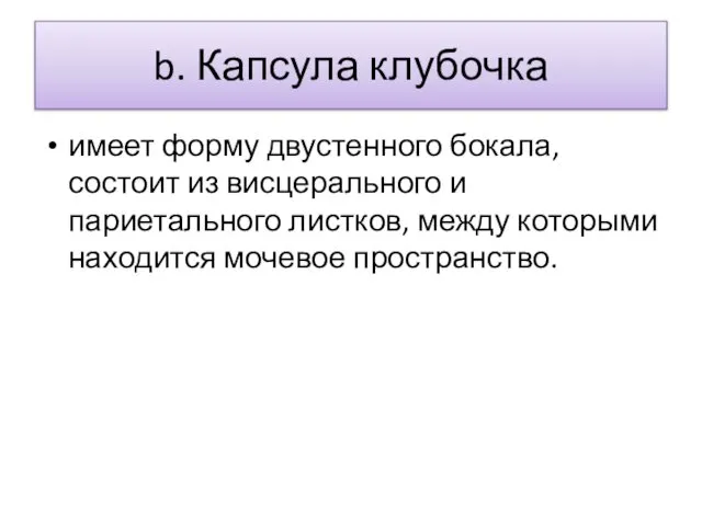 b. Капсула клубочка имеет форму двустенного бокала, состоит из висцерального и