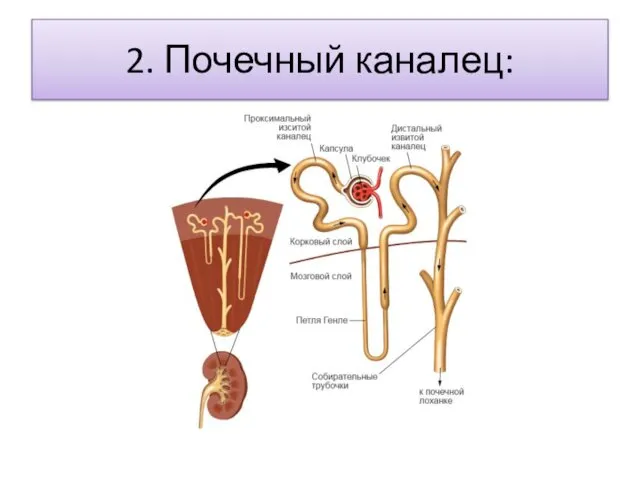 2. Почечный каналец: