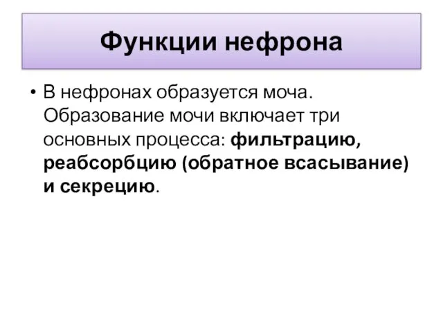 Функции нефрона В нефронах образуется моча. Образование мочи включает три основных