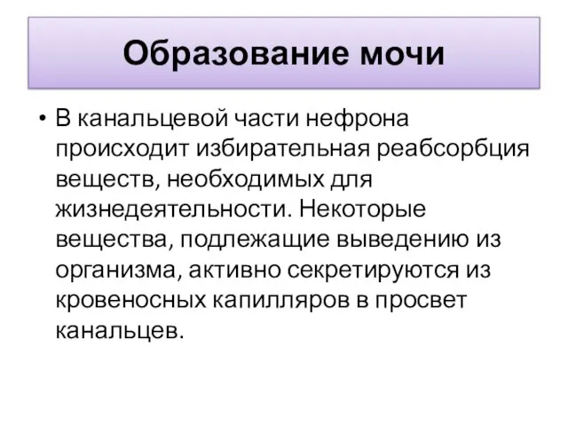 Образование мочи В канальцевой части нефрона происходит избирательная реабсорбция веществ, необходимых