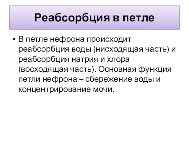 Реабсорбция в петле В петле нефрона происходит реабсорбция воды (нисходящая часть)