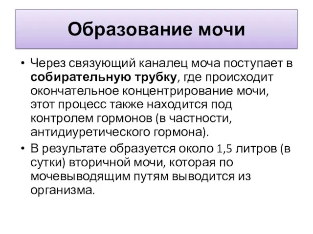 Образование мочи Через связующий каналец моча поступает в собирательную трубку, где