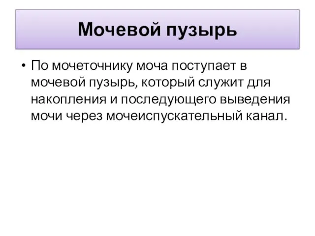 Мочевой пузырь По мочеточнику моча поступает в мочевой пузырь, который служит