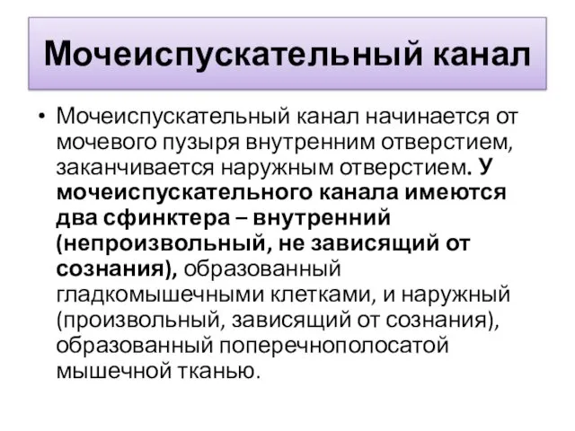 Мочеиспускательный канал Мочеиспускательный канал начинается от мочевого пузыря внутренним отверстием, заканчивается