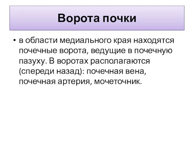 Ворота почки в области медиального края находятся почечные ворота, ведущие в