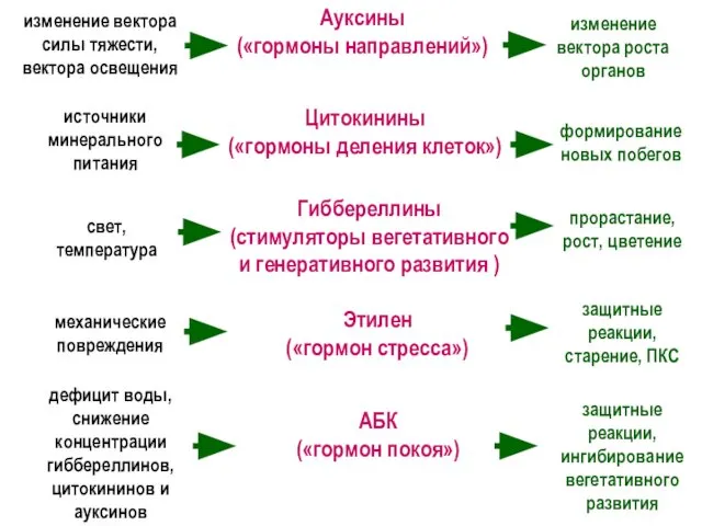 изменение вектора силы тяжести, вектора освещения Ауксины («гормоны направлений») изменение вектора