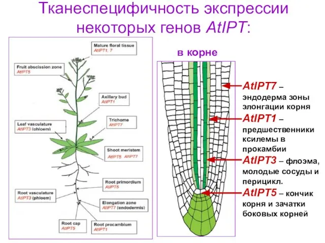 Тканеспецифичность экспрессии некоторых генов AtIPT: