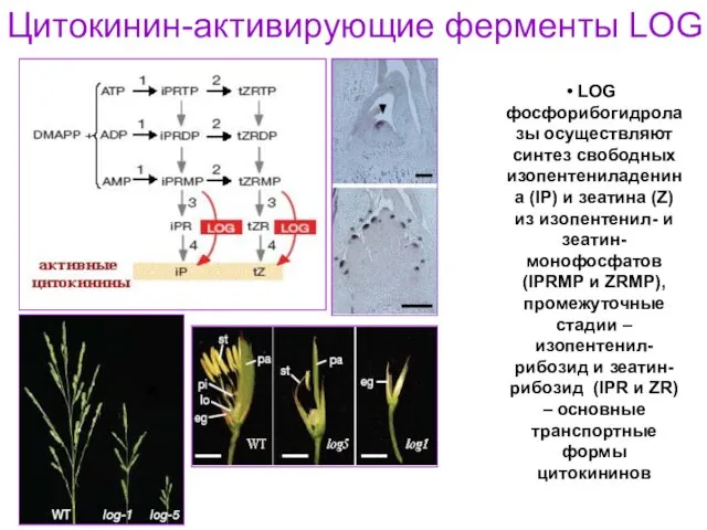 Цитокинин-активирующие ферменты LOG LOG фосфорибогидролазы осуществляют синтез свободных изопентениладенина (IP) и