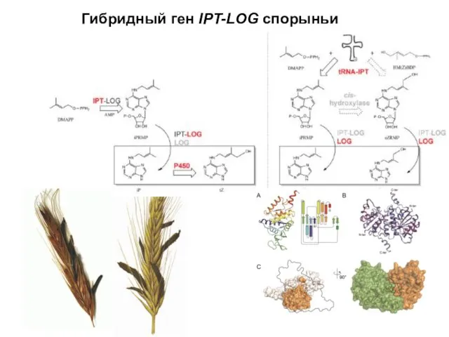 Гибридный ген IPT-LOG спорыньи