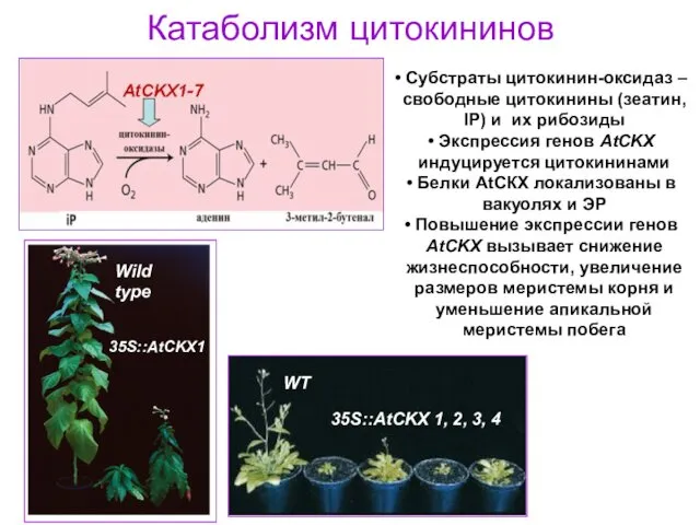 Катаболизм цитокининов Субстраты цитокинин-оксидаз – свободные цитокинины (зеатин, IP) и их