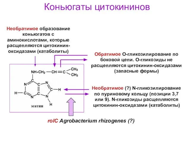Необратимое образование коньюгатов с аминокислотами, которые расщепляются цитокинин-оксидазами (катаболиты) Коньюгаты цитокининов rolC Agrobacterium rhizogenes (?)