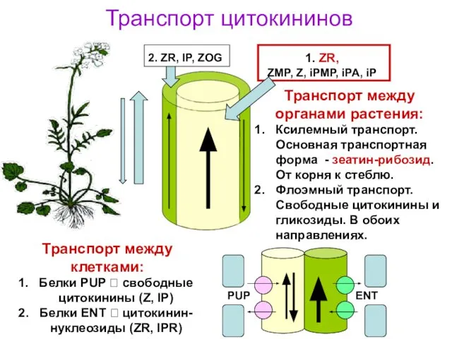 Ксилемный транспорт. Основная транспортная форма - зеатин-рибозид. От корня к стеблю.