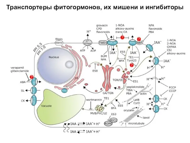 Транспортеры фитогормонов, их мишени и ингибиторы