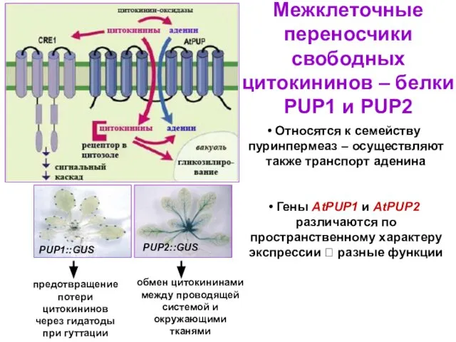 Межклеточные переносчики свободных цитокининов – белки PUP1 и PUP2 Относятся к