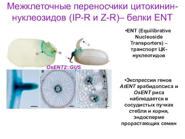 Межклеточные переносчики цитокинин-нуклеозидов (IP-R и Z-R)– белки ENT ENT (Equilibrative Nucleoside