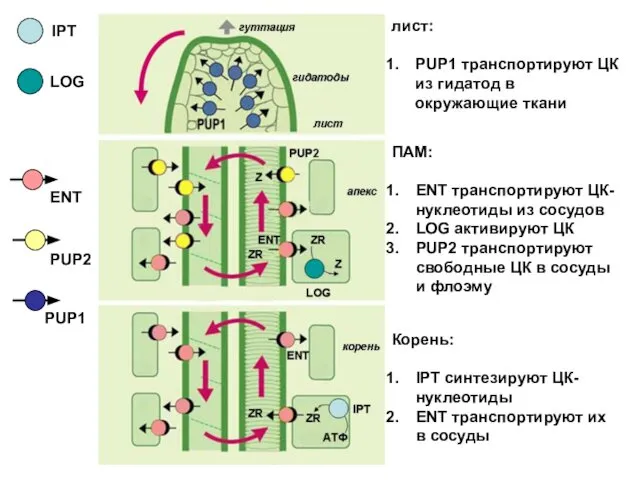 ПАМ: ENT транспортируют ЦК-нуклеотиды из сосудов LOG активируют ЦК PUP2 транспортируют