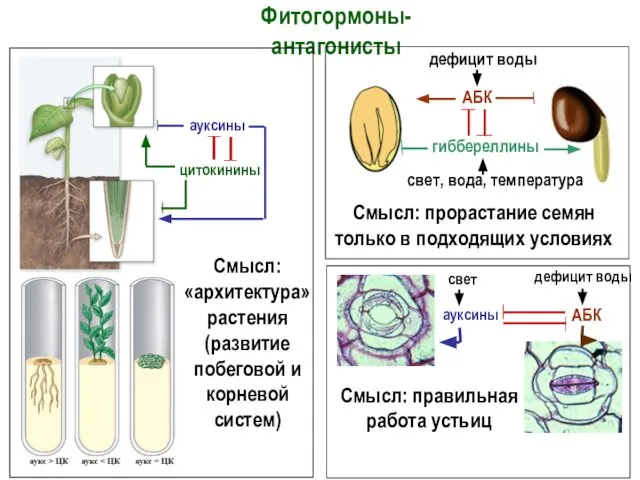 Фитогормоны-антагонисты ауксины цитокинины Смысл: «архитектура» растения (развитие побеговой и корневой систем)